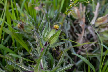 Benedikt bitkisi, Cnicus Benedictus önemli bir şifalı bitki ve sarı çiçekli zehirli bir bitkidir..