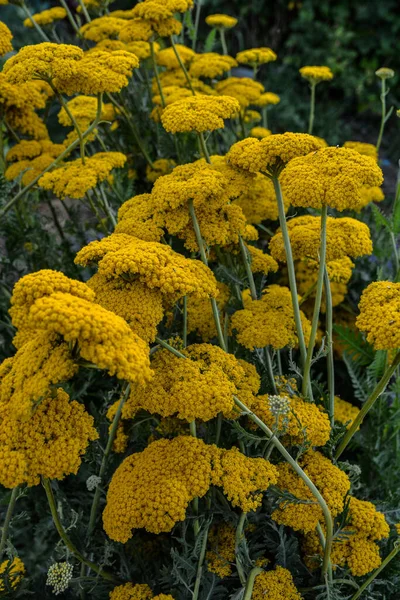 Yellow Yarrow Achillea Filipendulina Parker Variety Blooms Garden August — Foto Stock