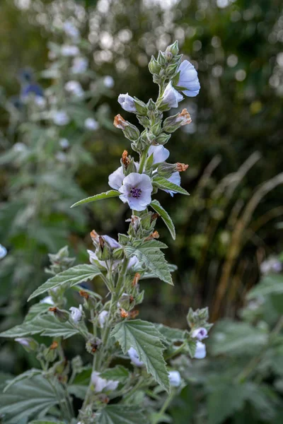 Medicinal Plant Marsh Mallow Flower Summer Closeup Marsh Mallow Bloom — ストック写真