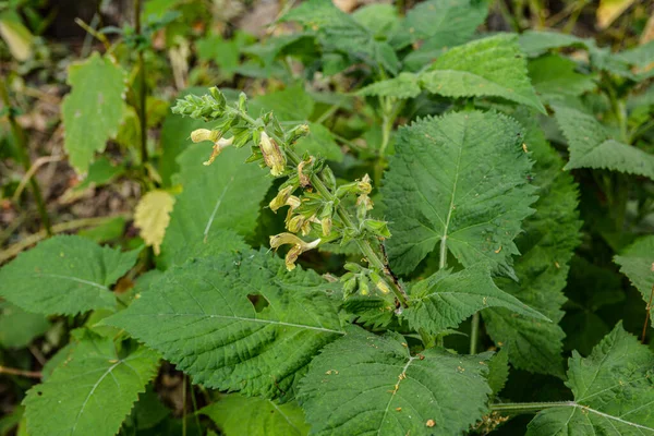 Sage Glutinous Sage Lengket Jupiter Bijak Atau Jupiter Distaff Salvia — Stok Foto