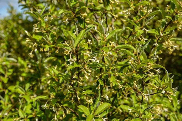 Flowering Small Flowers Goof Many Flowered Background Foliage Gumi Flowering — Stok fotoğraf