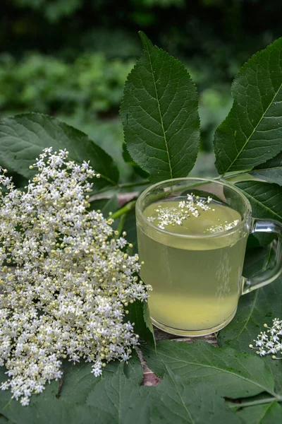 Healthy Medicine Elder flower Tea.Elder flower tea infusion. Healthy natural hot drink from elderberry (Sambucus nigra) plant.