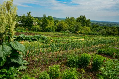 Sebze bahçesinde geniş: yaz: yatak sebze, çiçek ve otlar ile .