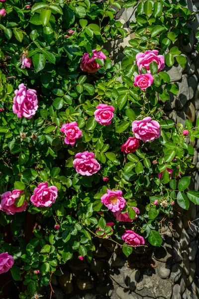 Beautiful flower garden. Pink blooming bush of roses. Beautiful pink roses in the summer garden.