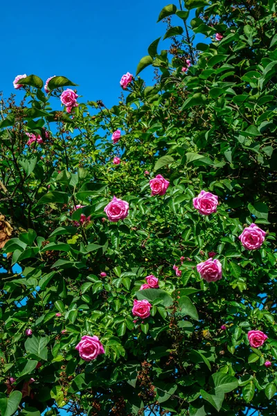 Beautiful flower garden. Pink blooming bush of roses. Beautiful pink roses in the summer garden.