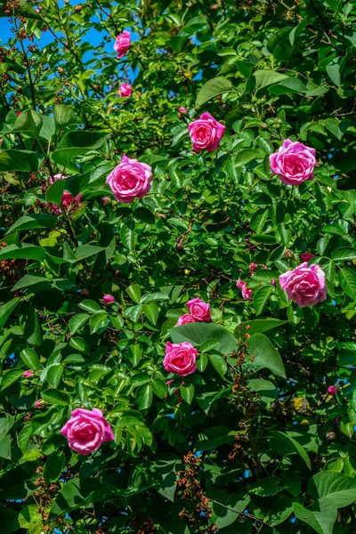 Beautiful flower garden. Pink blooming bush of roses. Beautiful pink roses in the summer garden.