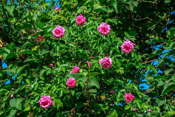 Beautiful Flower Garden Pink Blooming Bush Roses Beautiful Pink Roses — Fotografia de Stock