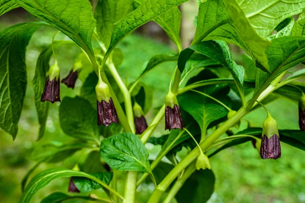 Scopolia Carniolica Grows Blooms Garden Spring European Scopolia Henbane Bell — Stock fotografie