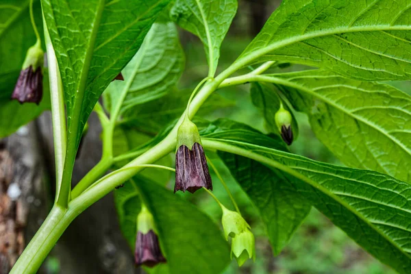 Scopolia Carniolica Grows Blooms Garden Spring European Scopolia Henbane Bell — Stock fotografie