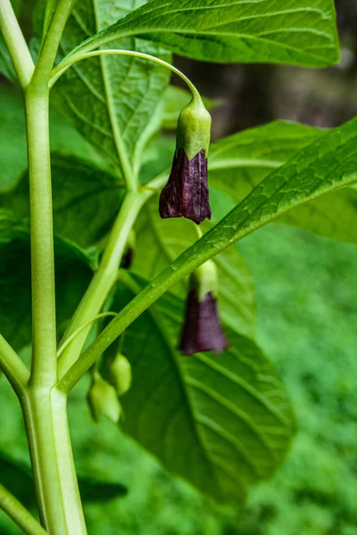 Scopolia carniolica grows and blooms in the garden in spring.European scopolia or henbane bell, is a poisonous plant belonging to the family Solanaceae.