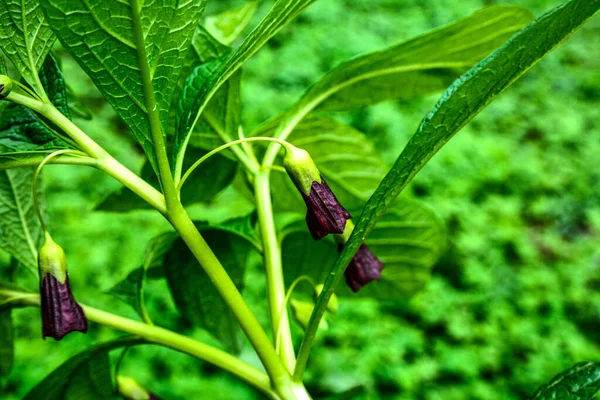 Scopolia Carniolica Grows Blooms Garden Spring European Scopolia Henbane Bell — Fotografia de Stock