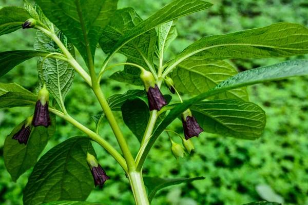 Scopolia Carniolica Grows Blooms Garden Spring European Scopolia Henbane Bell — Stock fotografie