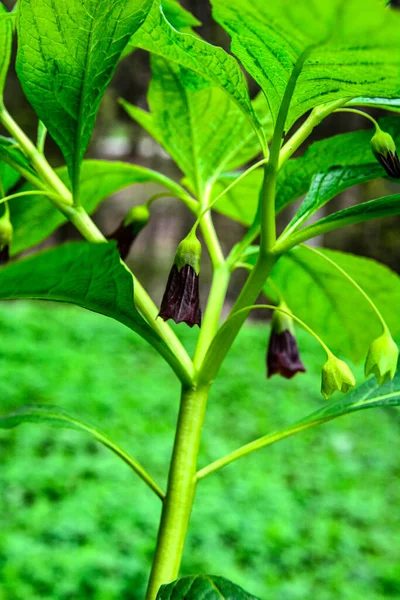 Scopolia Carniolica Tumbuh Dan Mekar Taman Spring European Scopolia Atau — Stok Foto