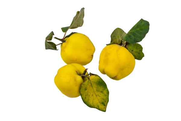 quince with leaves isolated on a white background .A branch of ripe yellow quince (cytonia) fruit with green leaves. Quince on a white background