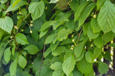 Schisandra çingenesi. Yeşil yapraklı limon otu sarmaşıkları. Schisandra farmakolojide kullanılır, yemek ve parfümde kullanılan temel yağları içerir ve tonik özelliklere sahiptir. Seçici odak.