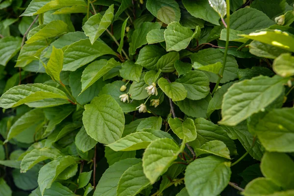 Schisandra Chinensis Citrónová Tráva Mladými Zelenými Listy Přípravek Schisandra Používá — Stock fotografie