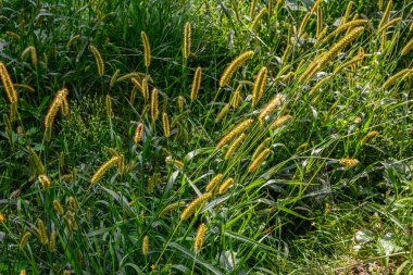 Setaria viridis on the road .