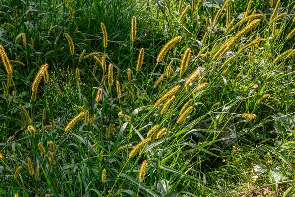 Setaria Viridis Дороге — стоковое фото