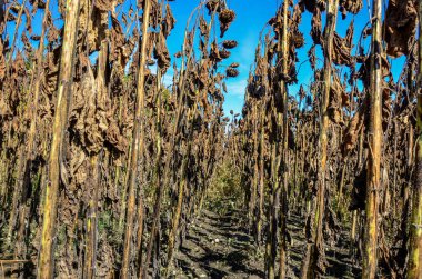 dried ripe sunflowers on a sunflower field in anticipation of the harvest, field crops and beautiful sky .bad harvest of sunflower, drought . Ripened Dry Sunflowers Ready for Harvesting.