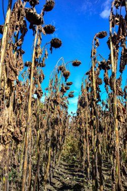 dried ripe sunflowers on a sunflower field in anticipation of the harvest, field crops and beautiful sky .bad harvest of sunflower, drought . Ripened Dry Sunflowers Ready for Harvesting.
