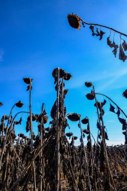dried ripe sunflowers on a sunflower field in anticipation of the harvest, field crops and beautiful sky .bad harvest of sunflower, drought . Ripened Dry Sunflowers Ready for Harvesting.