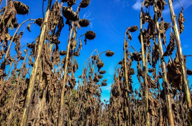 dried ripe sunflowers on a sunflower field in anticipation of the harvest, field crops and beautiful sky .bad harvest of sunflower, drought . Ripened Dry Sunflowers Ready for Harvesting.
