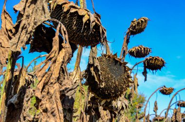 dried ripe sunflowers on a sunflower field in anticipation of the harvest, field crops and beautiful sky .bad harvest of sunflower, drought . Ripened Dry Sunflowers Ready for Harvesting.