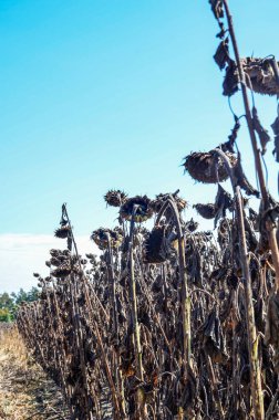 dried ripe sunflowers on a sunflower field in anticipation of the harvest, field crops and beautiful sky .bad harvest of sunflower, drought . Ripened Dry Sunflowers Ready for Harvesting.