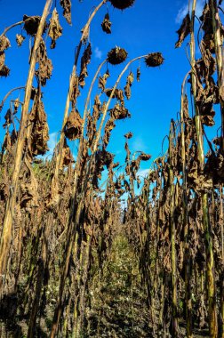 Closeup of dried sunflowers in a field in the evening in summer with a blurry background .French field of ripened sunflowers ready for harvesting for their seeds