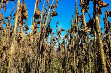 Closeup of dried sunflowers in a field in the evening in summer with a blurry background .French field of ripened sunflowers ready for harvesting for their seeds