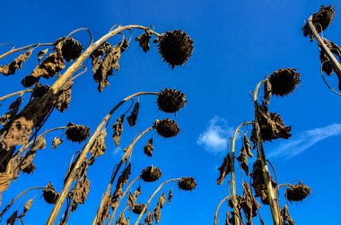 Closeup of dried sunflowers in a field in the evening in summer with a blurry background .French field of ripened sunflowers ready for harvesting for their seeds