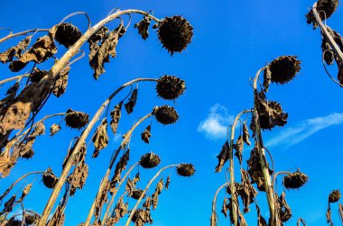 Closeup of dried sunflowers in a field in the evening in summer with a blurry background .French field of ripened sunflowers ready for harvesting for their seeds