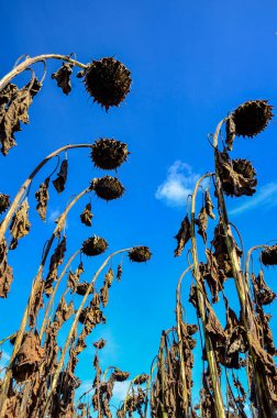 Closeup of dried sunflowers in a field in the evening in summer with a blurry background .French field of ripened sunflowers ready for harvesting for their seeds