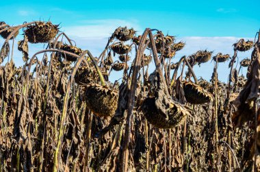 Closeup of dried sunflowers in a field in the evening in summer with a blurry background .French field of ripened sunflowers ready for harvesting for their seeds