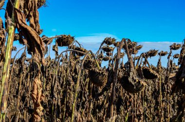 Closeup of dried sunflowers in a field in the evening in summer with a blurry background .French field of ripened sunflowers ready for harvesting for their seeds