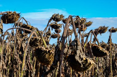 Closeup of dried sunflowers in a field in the evening in summer with a blurry background .French field of ripened sunflowers ready for harvesting for their seeds