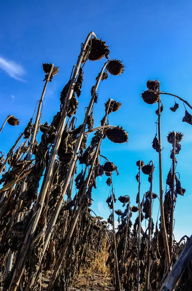 dried ripe sunflowers on a sunflower field in anticipation of the harvest, field crops and beautiful sky .bad harvest of sunflower, drought . Ripened Dry Sunflowers Ready for Harvesting.