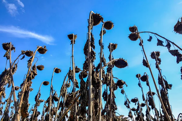 dried ripe sunflowers on a sunflower field in anticipation of the harvest, field crops and beautiful sky .bad harvest of sunflower, drought . Ripened Dry Sunflowers Ready for Harvesting.