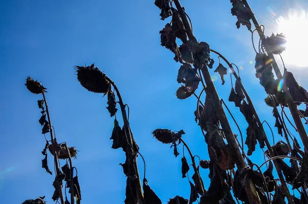 dried ripe sunflowers on a sunflower field in anticipation of the harvest, field crops and beautiful sky .bad harvest of sunflower, drought . Ripened Dry Sunflowers Ready for Harvesting.