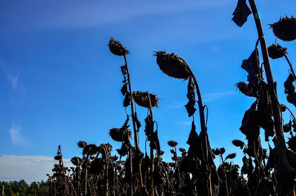 dried ripe sunflowers on a sunflower field in anticipation of the harvest, field crops and beautiful sky .bad harvest of sunflower, drought . Ripened Dry Sunflowers Ready for Harvesting.