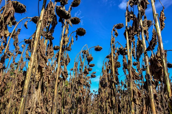 dried ripe sunflowers on a sunflower field in anticipation of the harvest, field crops and beautiful sky .bad harvest of sunflower, drought . Ripened Dry Sunflowers Ready for Harvesting.