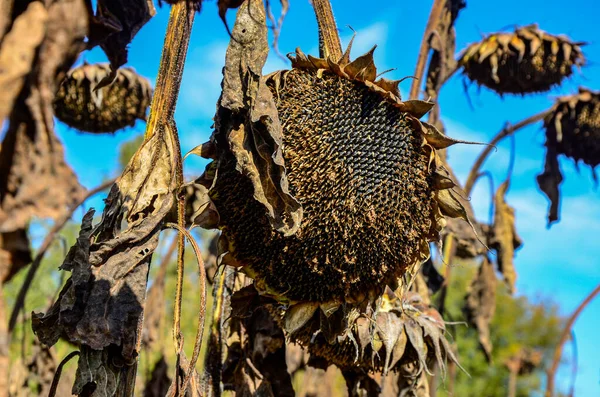 dried ripe sunflowers on a sunflower field in anticipation of the harvest, field crops and beautiful sky .bad harvest of sunflower, drought . Ripened Dry Sunflowers Ready for Harvesting.