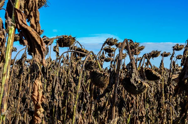 Closeup of dried sunflowers in a field in the evening in summer with a blurry background .French field of ripened sunflowers ready for harvesting for their seeds
