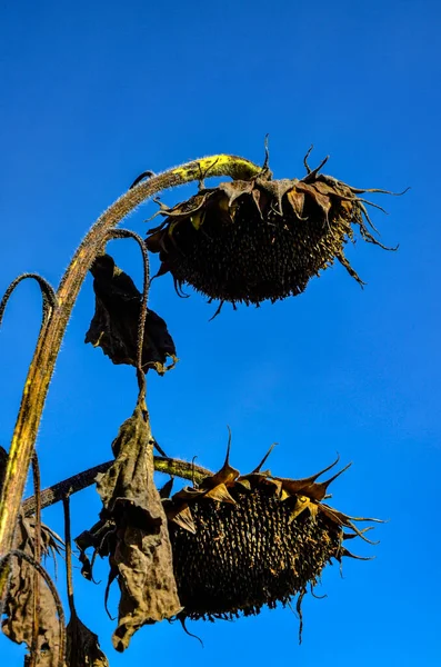 Closeup Dried Sunflowers Field Evening Summer Blurry Background French Field — Fotografia de Stock