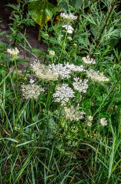 Білі Кластери Королеви Анни Лейса Дикої Моркви Daucus Carota Плавають — стокове фото