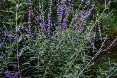 Closeup Perovskia atriplicifolia known as Salvia yangii with blurred background in midsummer and autumn garden