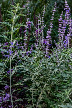 Closeup Perovskia atriplicifolia known as Salvia yangii with blurred background in midsummer and autumn garden