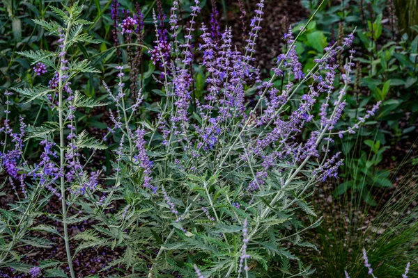 Closeup Perovskia Atriplicifolia Known Salvia Yangii Blurred Background Midsummer Autumn — Stok fotoğraf