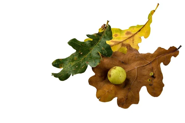 Oak Apple Oak Gall Two Fallen Dry Leaves Found Forest — Zdjęcie stockowe