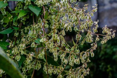 Heart shaped bindweed (Fallopia Convolvulus) at a fence